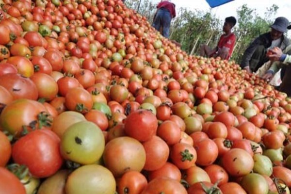 Wow Gara-Gara Tomat,  Inflasi Sulut Tertinggi di Indonesia